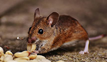 24 Hour & Emergency Exterminators in Frailey, PA